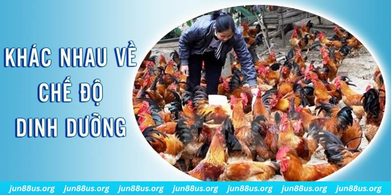 u88 đăng nhập roulette hôm nay