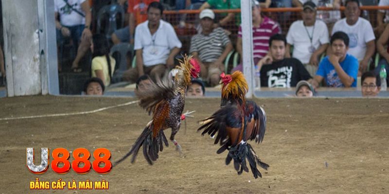 u88 đăng nhập mậu binh khuyến mãi